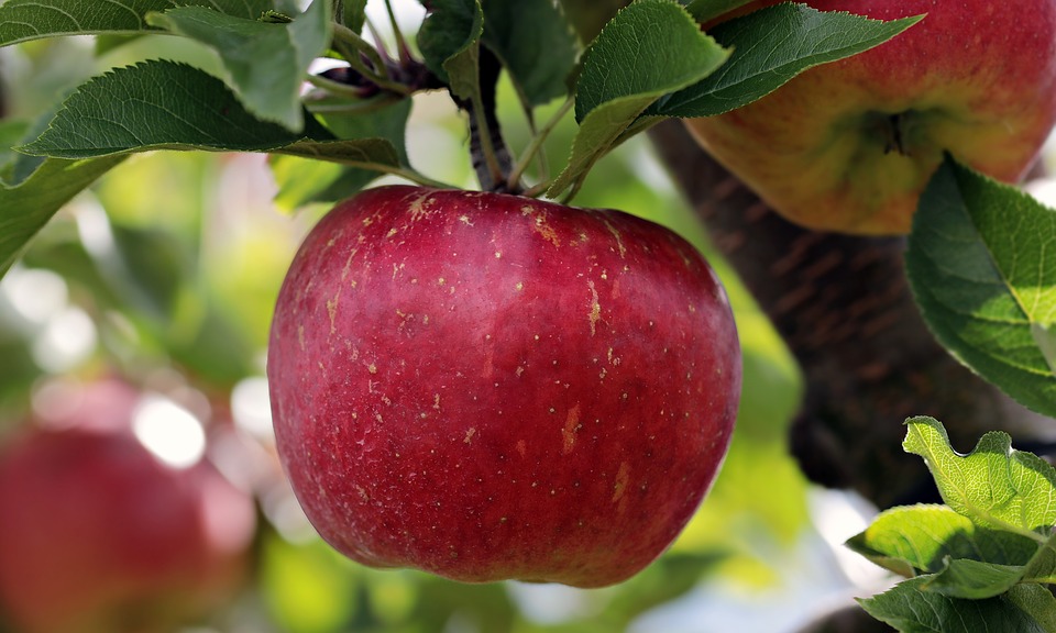 apple on branch