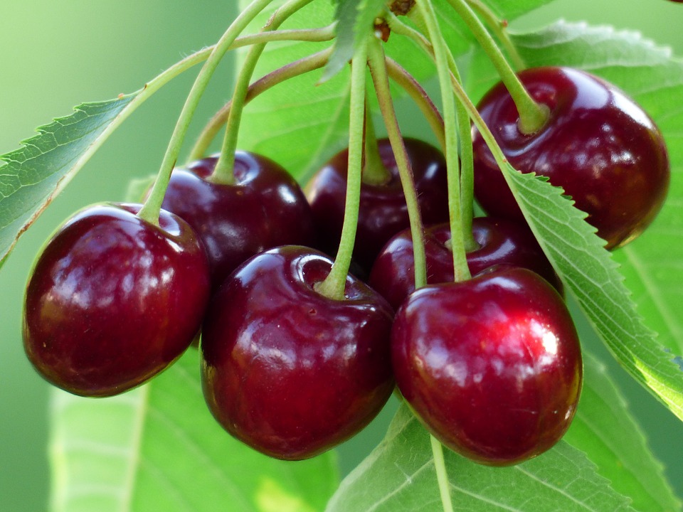 cherry bunch