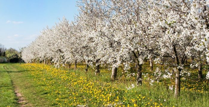 cherry trees blooming in sunlight