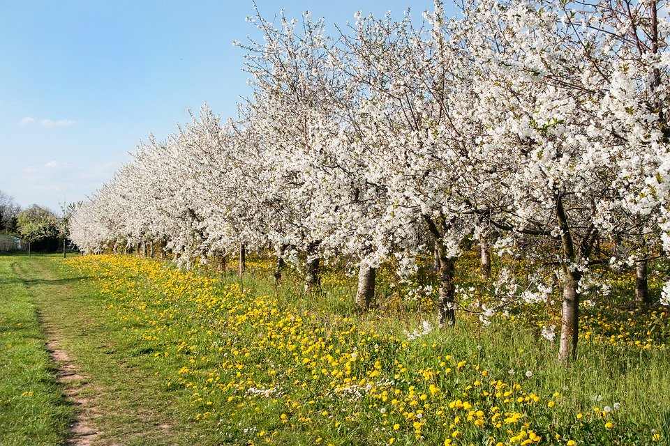 cherry trees blooming in sunlight